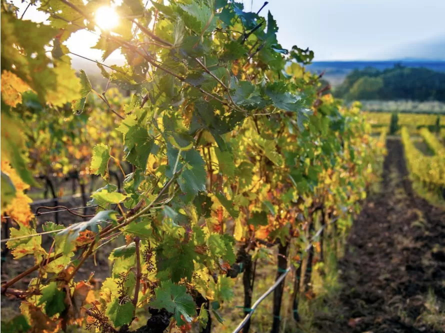 Al lago di Trasimeno con la Doc Trasimeno e quel gamay che invece è grenache