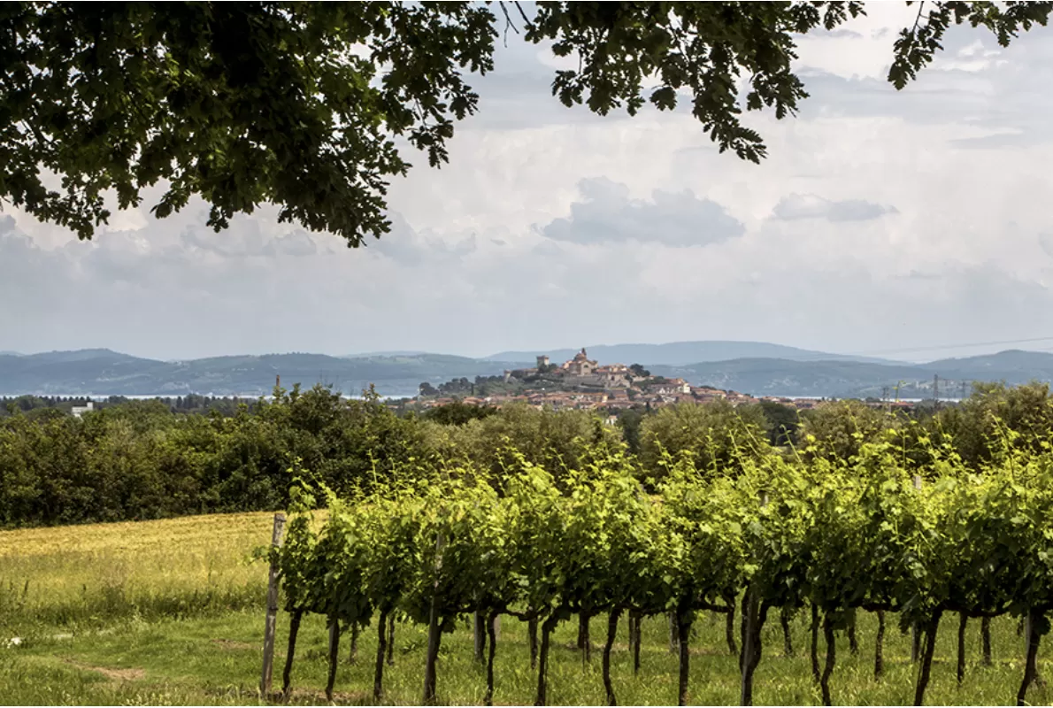 Cosa succede nelle terre della Doc Trasimeno