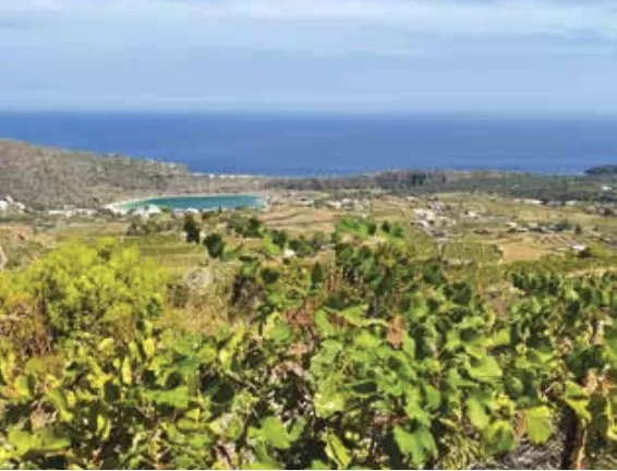 Pantelleria al bivio